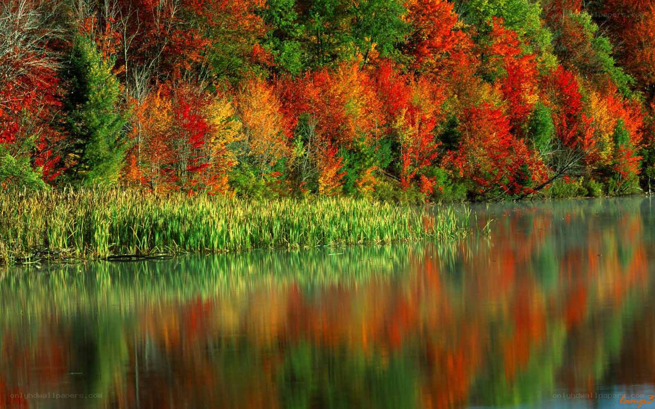 Autumn forest reflected in lake