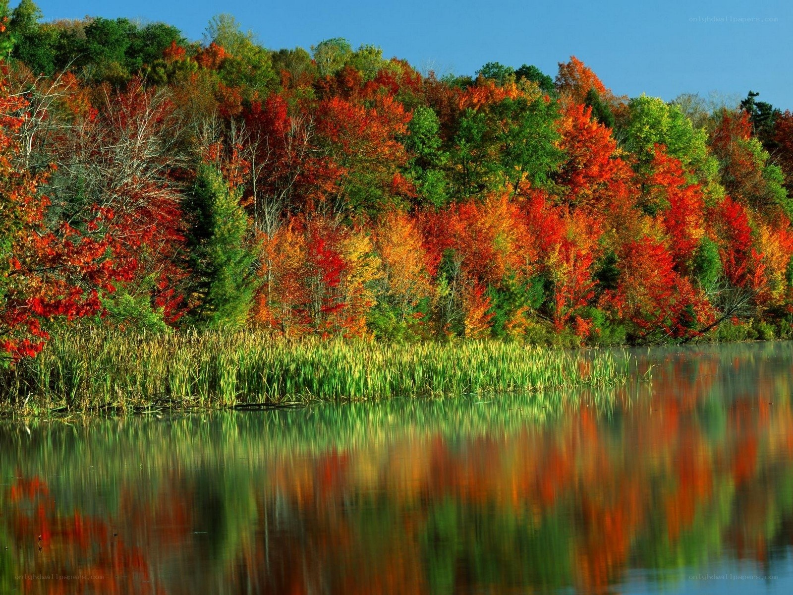 Autumn forest reflected in lake