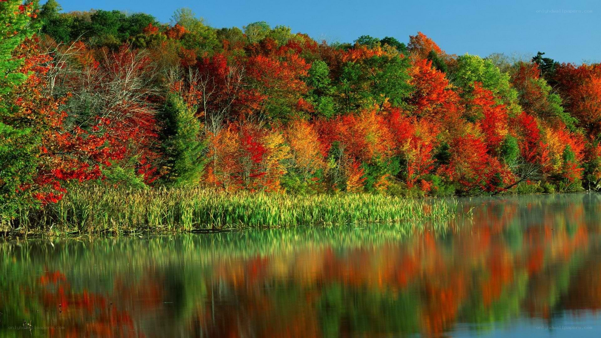 Autumn forest reflected in lake