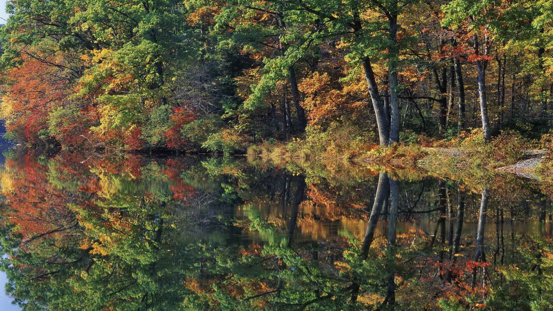 Autumn forest reflected in lake