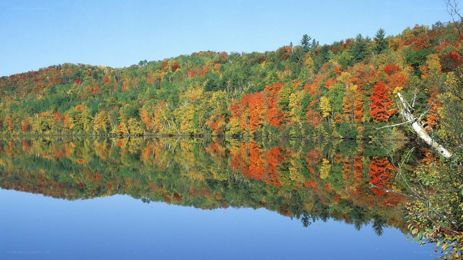Autumn forest reflected in lake