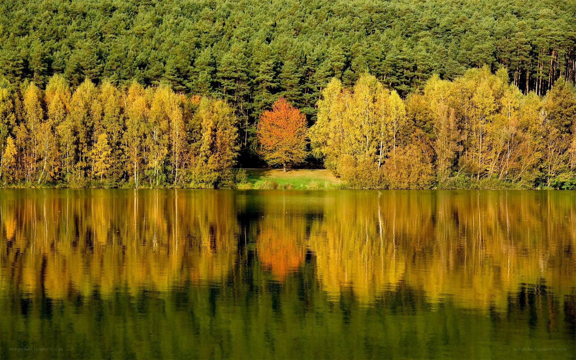 Autumn forest reflected in lake