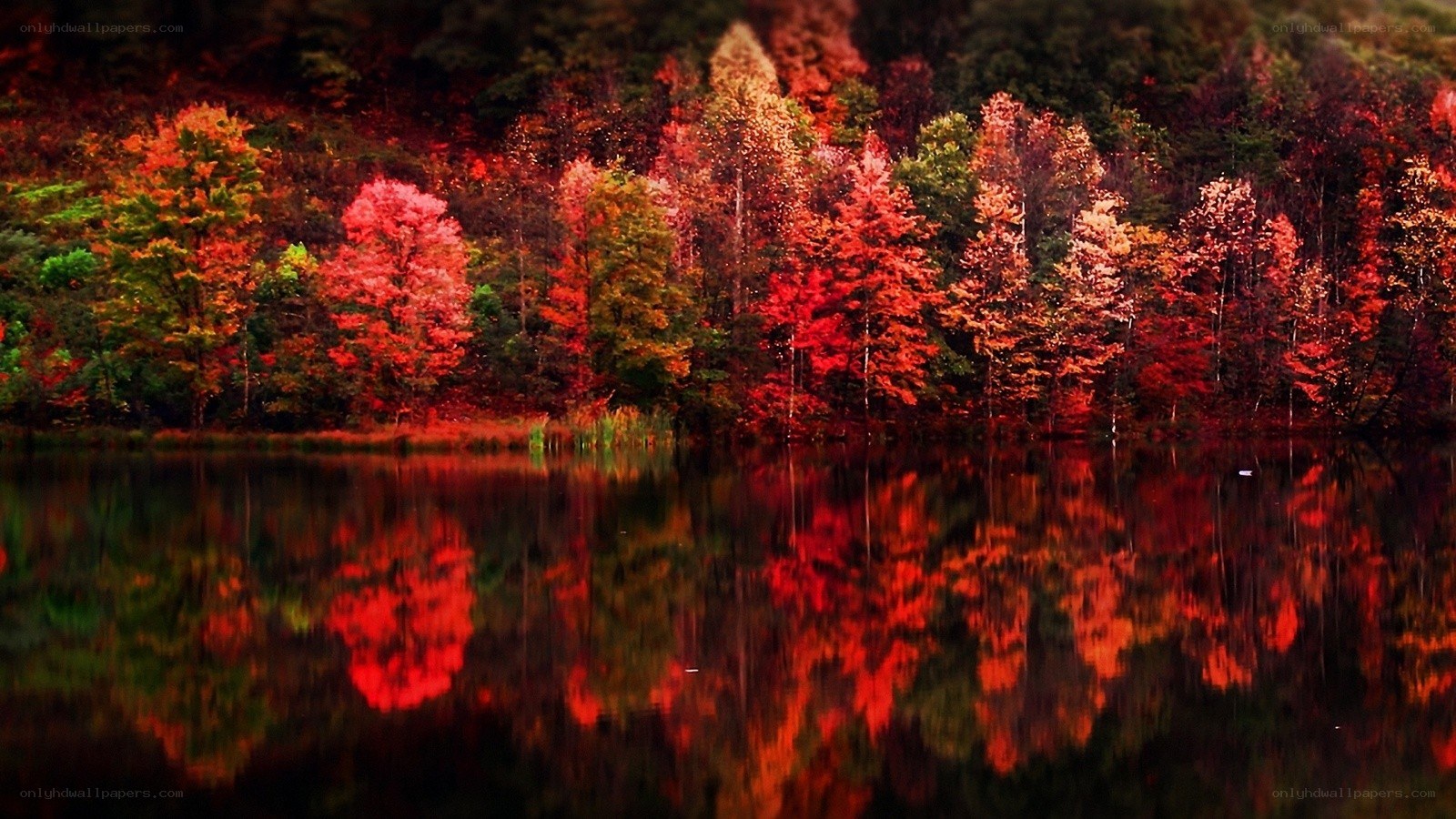 Autumn forest reflected in lake