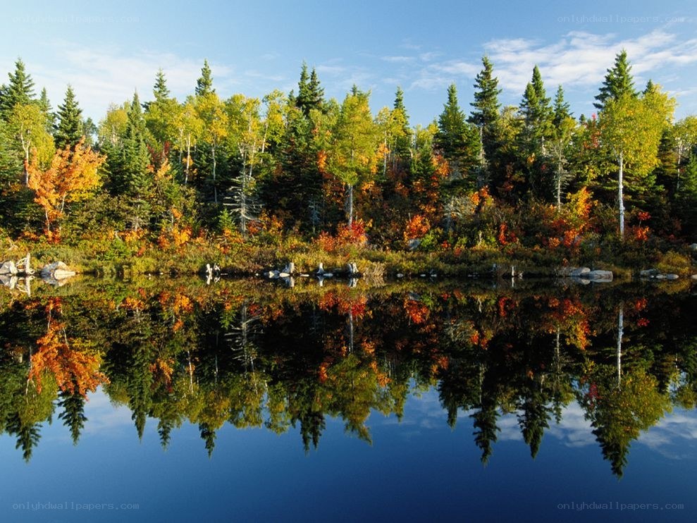 Autumn forest reflected in lake