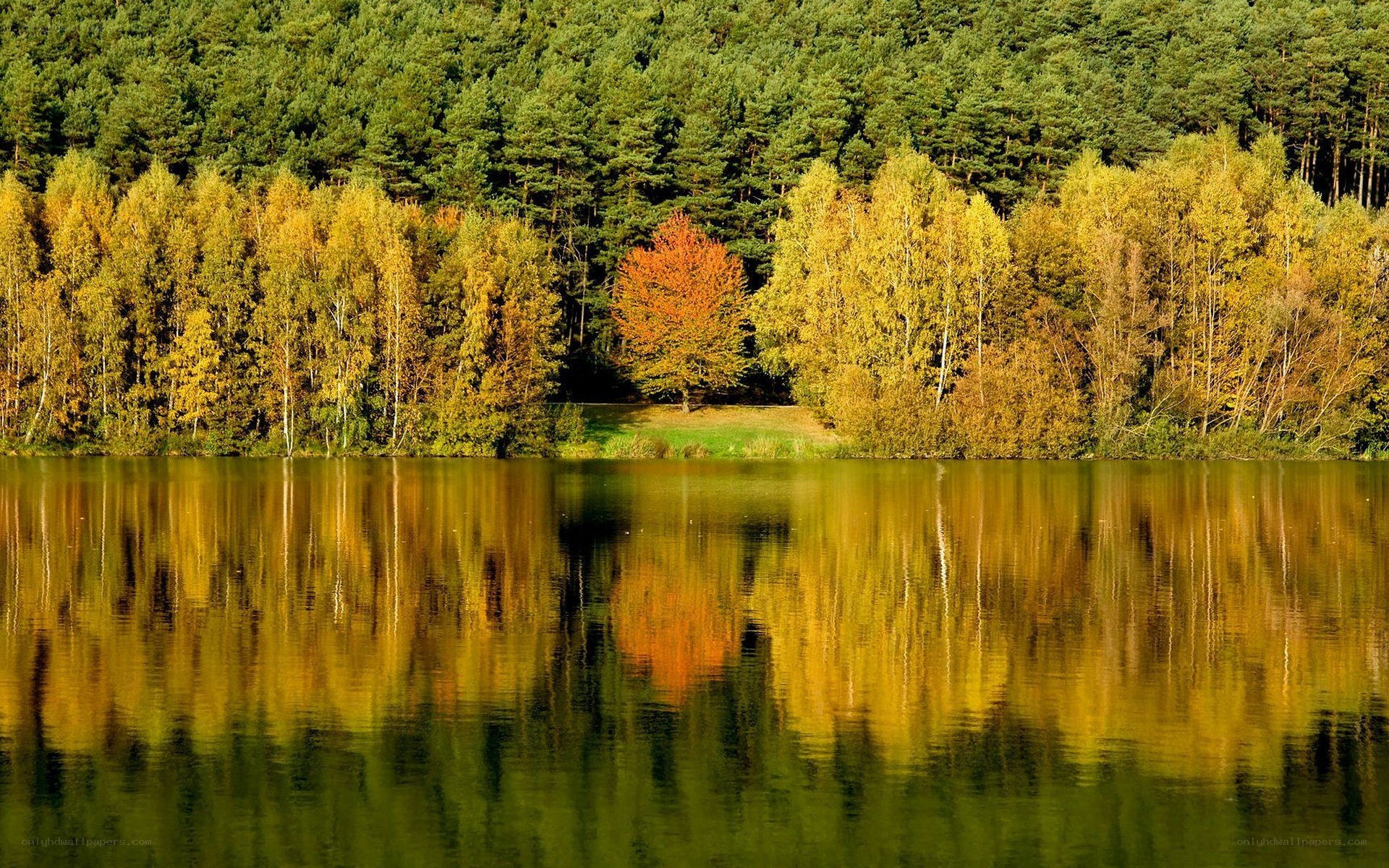Autumn forest reflected in lake