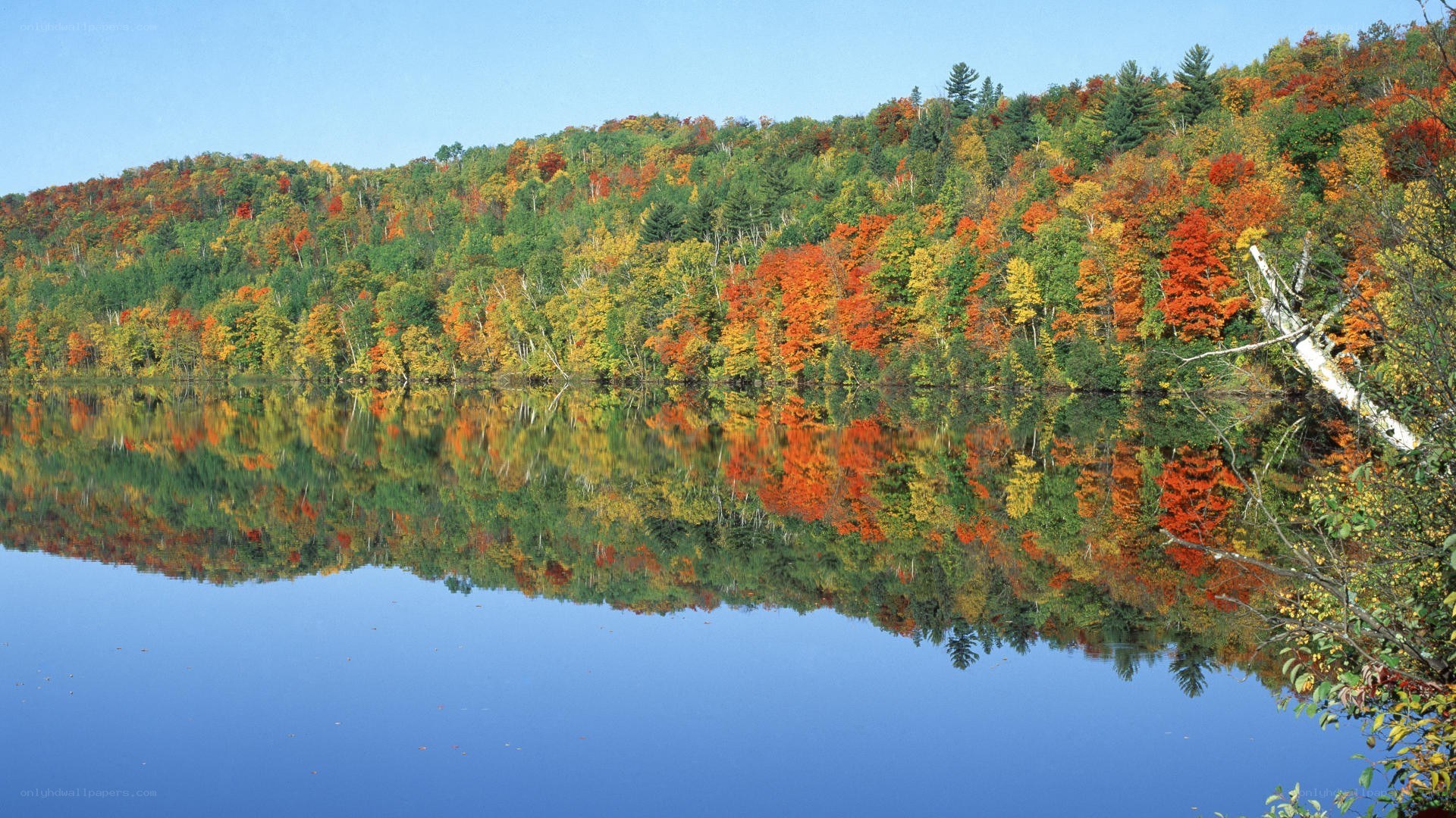 Autumn forest reflected in lake