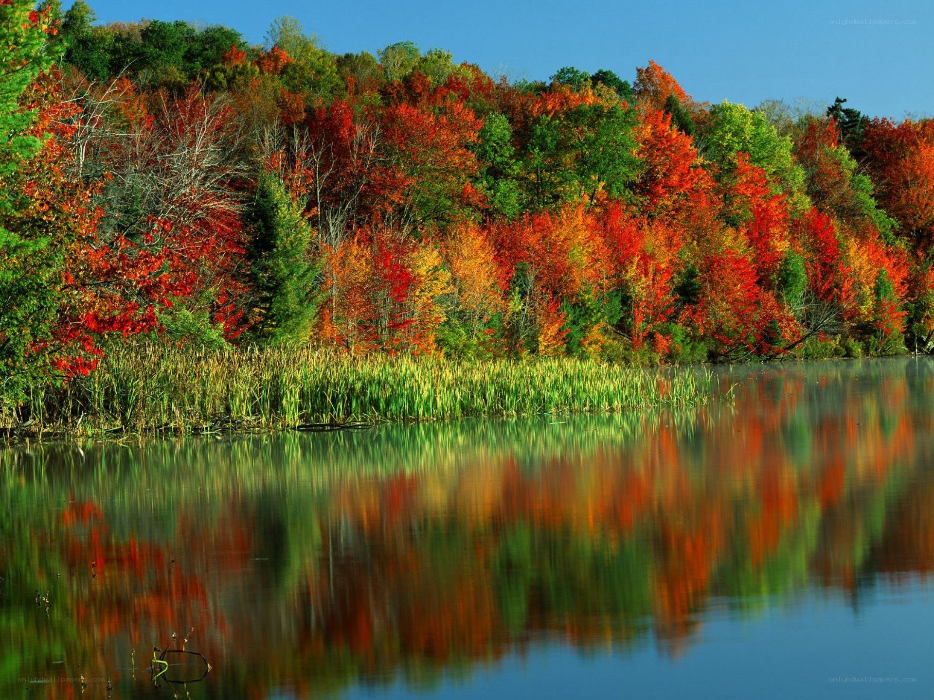 Autumn forest reflected in lake