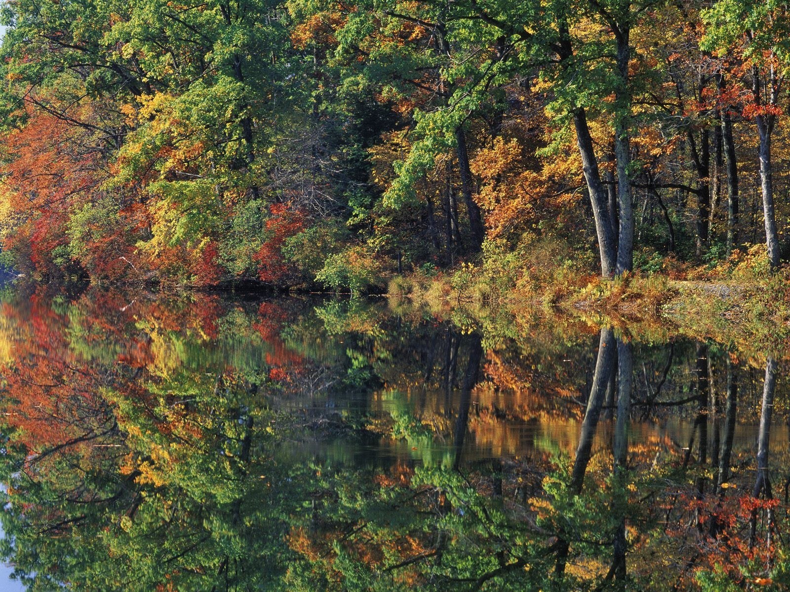 Autumn forest reflected in lake