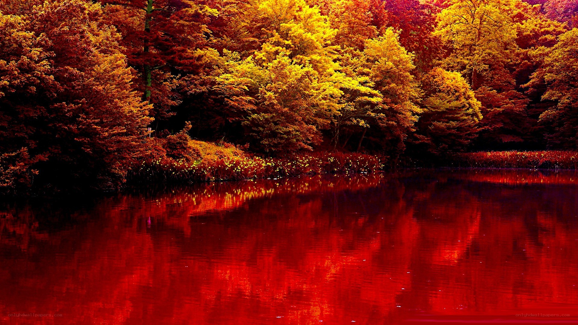 Autumn forest reflected in lake