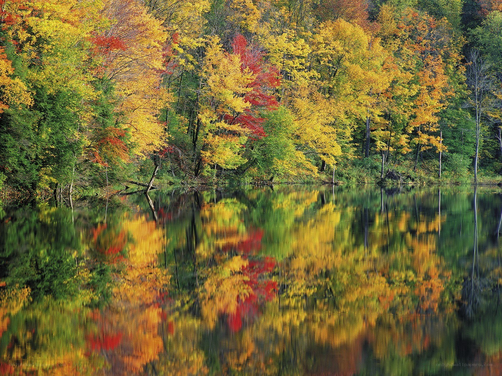 Autumn forest reflected in lake