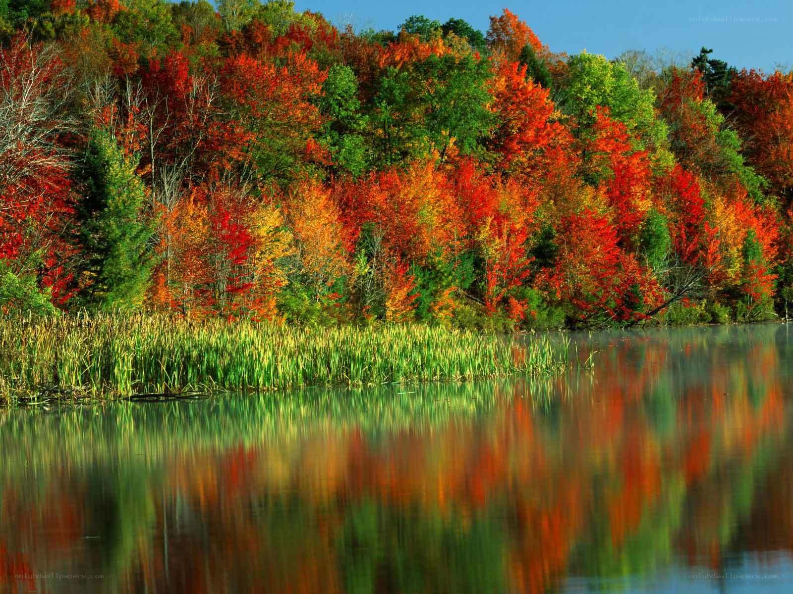 Autumn forest reflected in lake