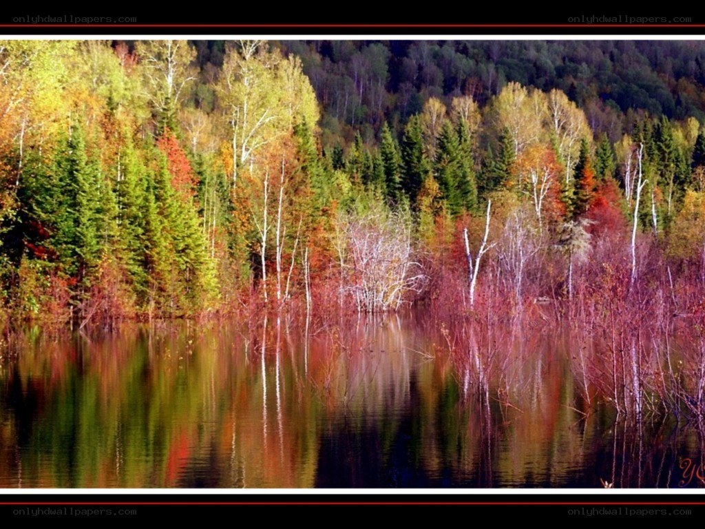 Autumn forest reflected in lake