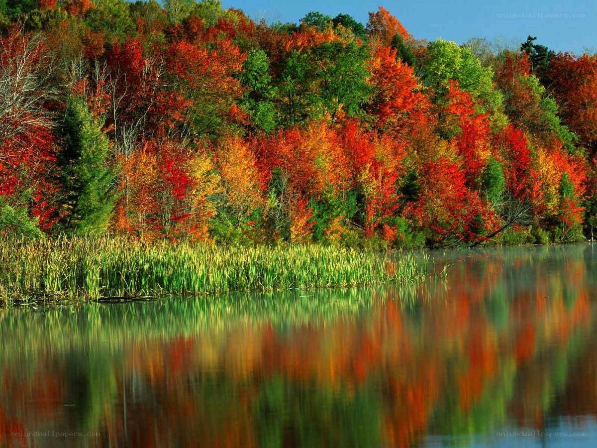 Autumn forest reflected in lake