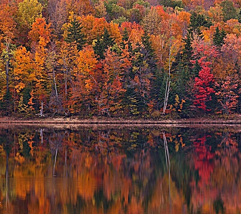 Autumn forest reflected in lake