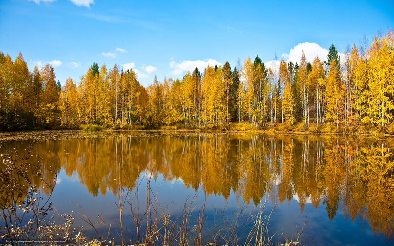 Autumn forest reflected in lake