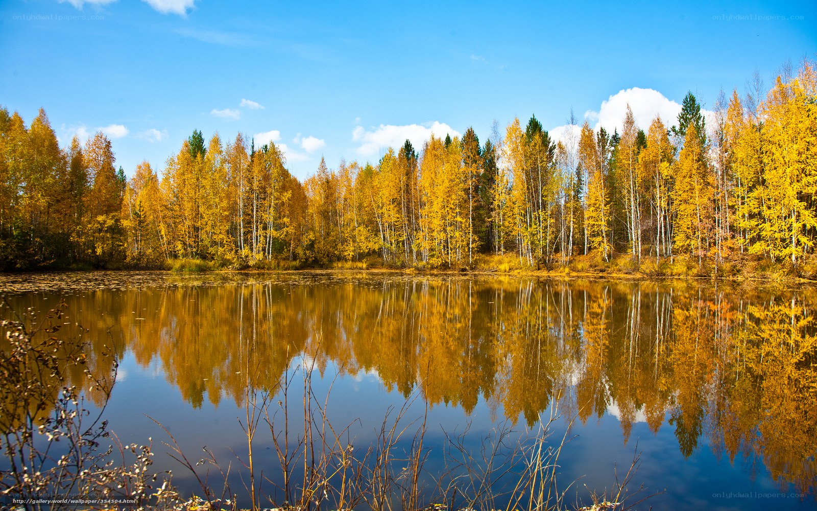 Autumn forest reflected in lake