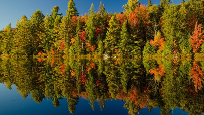 Autumn Forest Reflected in Lake — Green