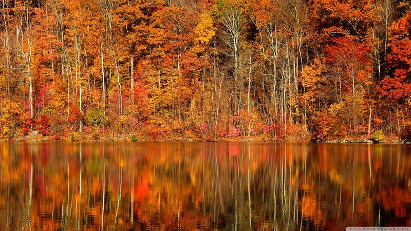 Autumn Forest Reflected in Lake — Orange, Serene
