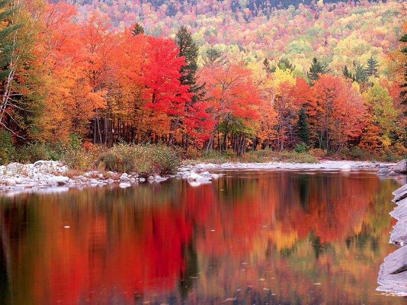 Autumn forest reflected in river