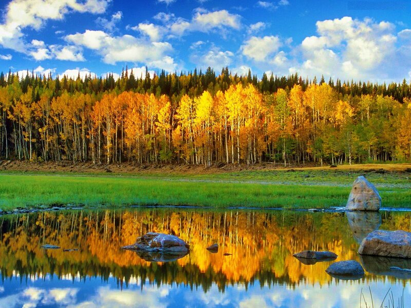 Autumn Forest Reflection — Blue, Serene