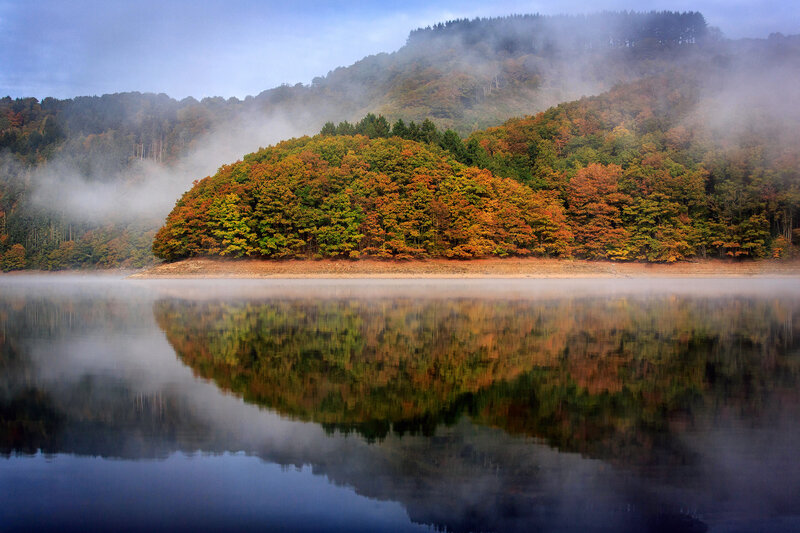 Autumn Forest Reflection — Green, Serene, Morning