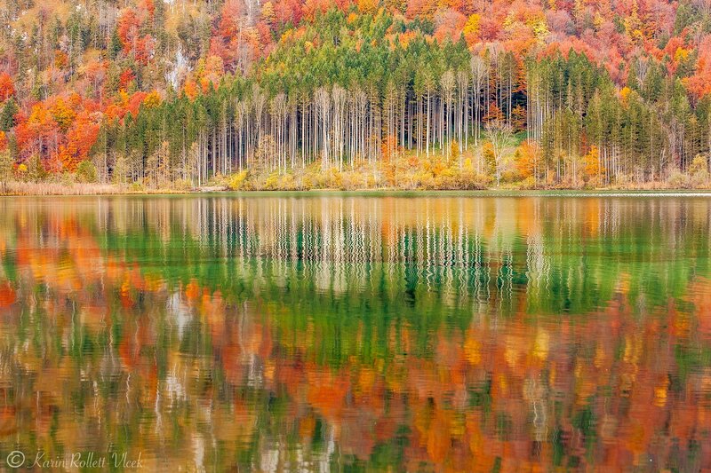 Autumn Forest Reflection — Green