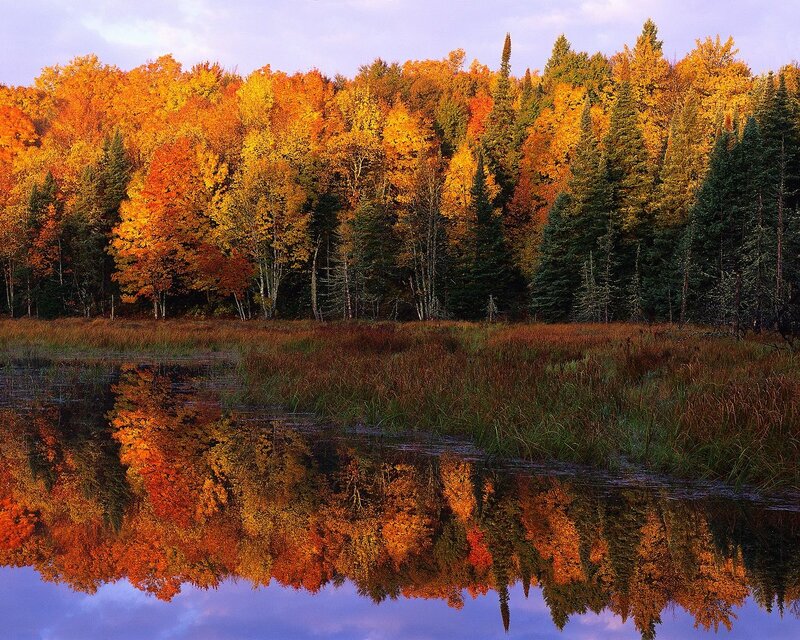 Autumn Forest Reflection — Orange, Serene, Photograph
