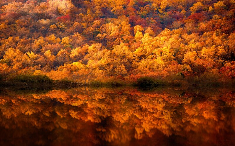 Autumn Forest Reflection — Orange, Serene, Photograph, Trees