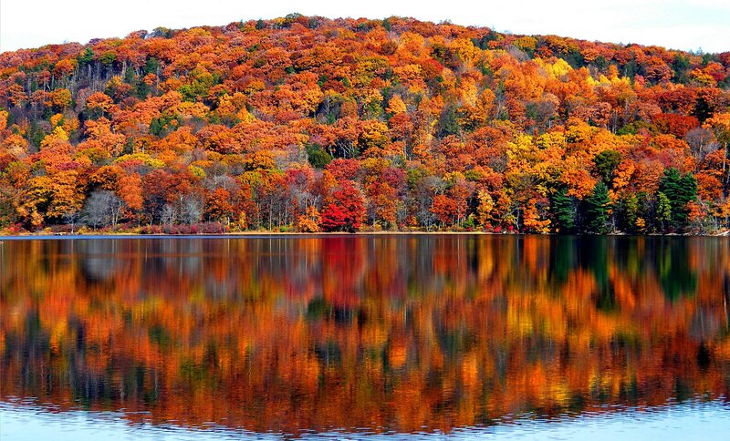 Autumn Forest Reflection — Orange, Serene