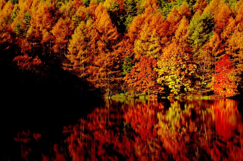 Autumn Forest Reflection — Red, Serene