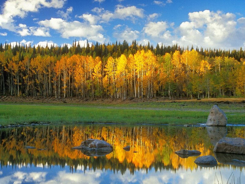 Autumn Forest Reflection — Yellow, Serene
