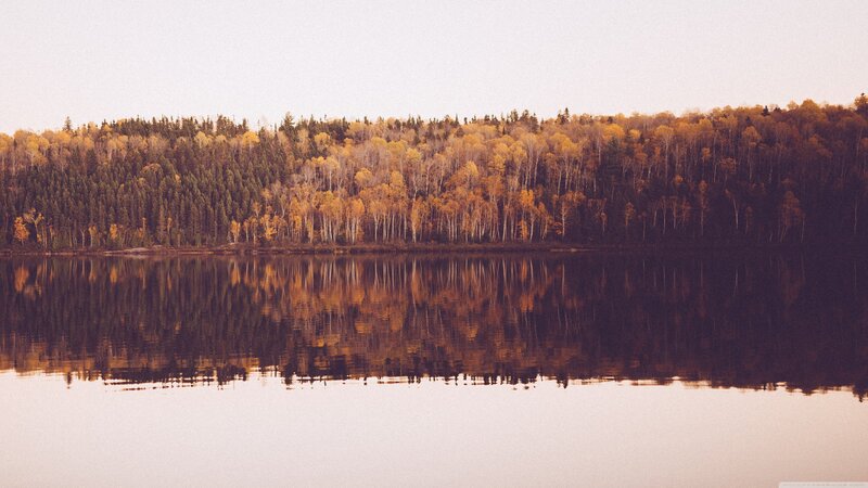 Autumn Forest Reflection — Yellow