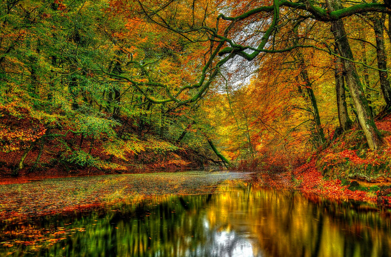 Autumn Forest River — Green, Serene, Photograph, Trees