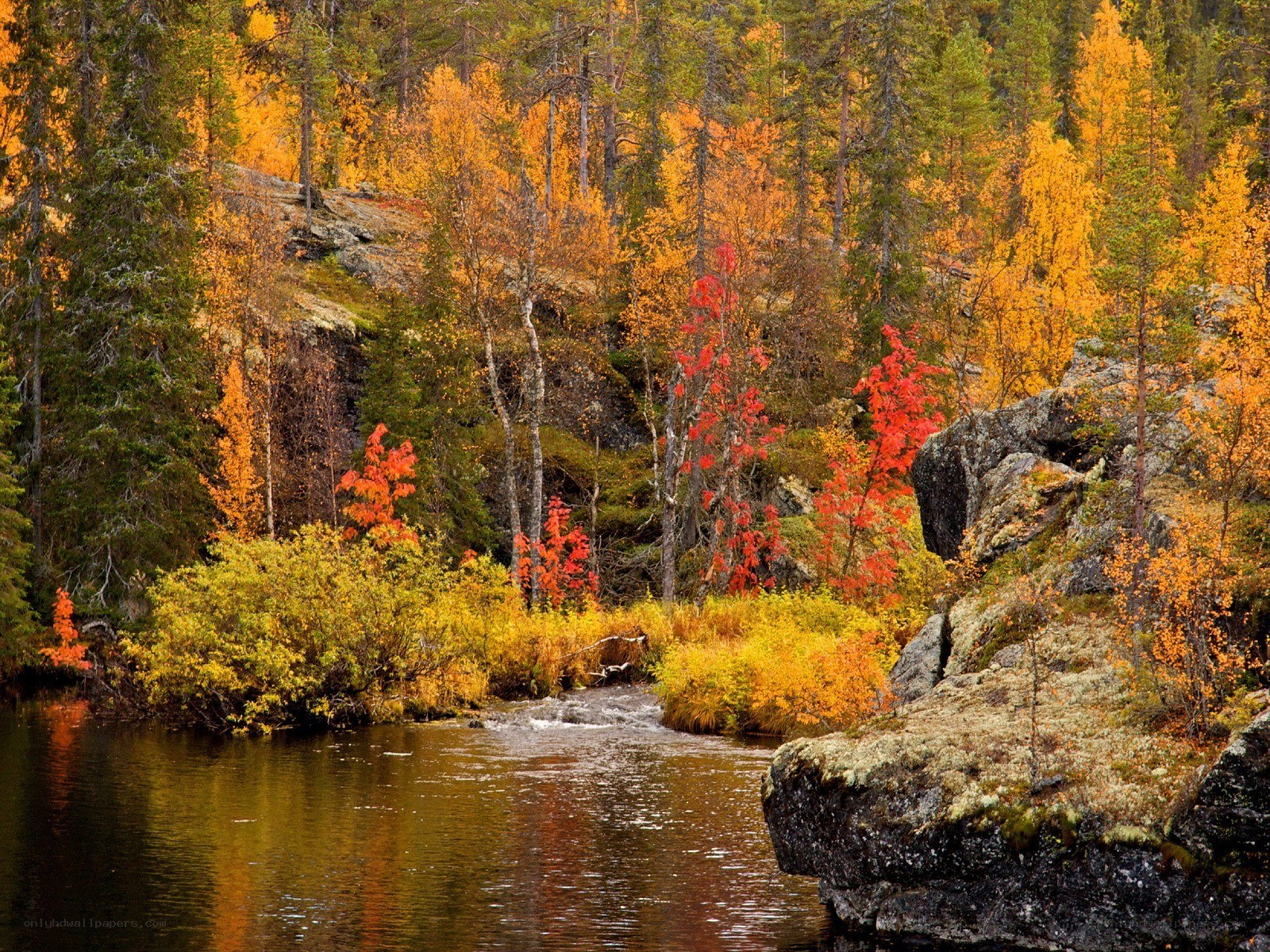 Autumn forest river landscape