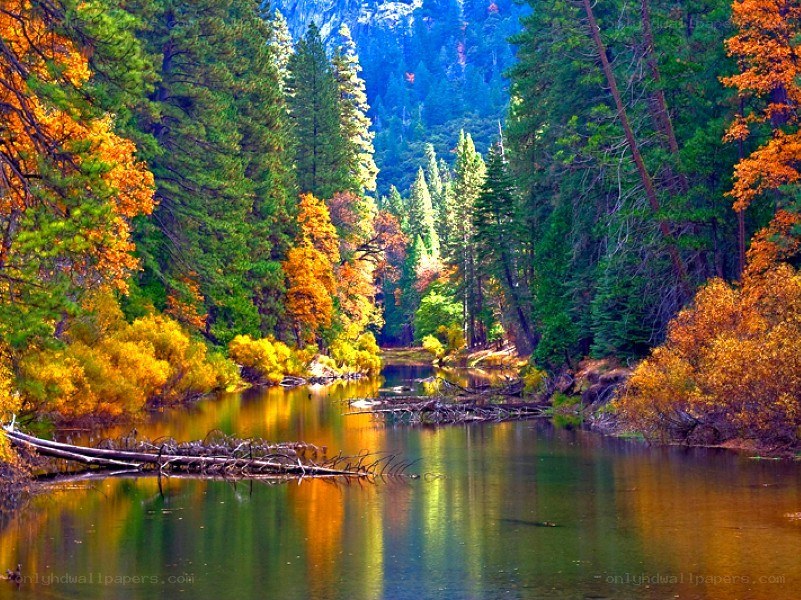 Autumn forest river landscape