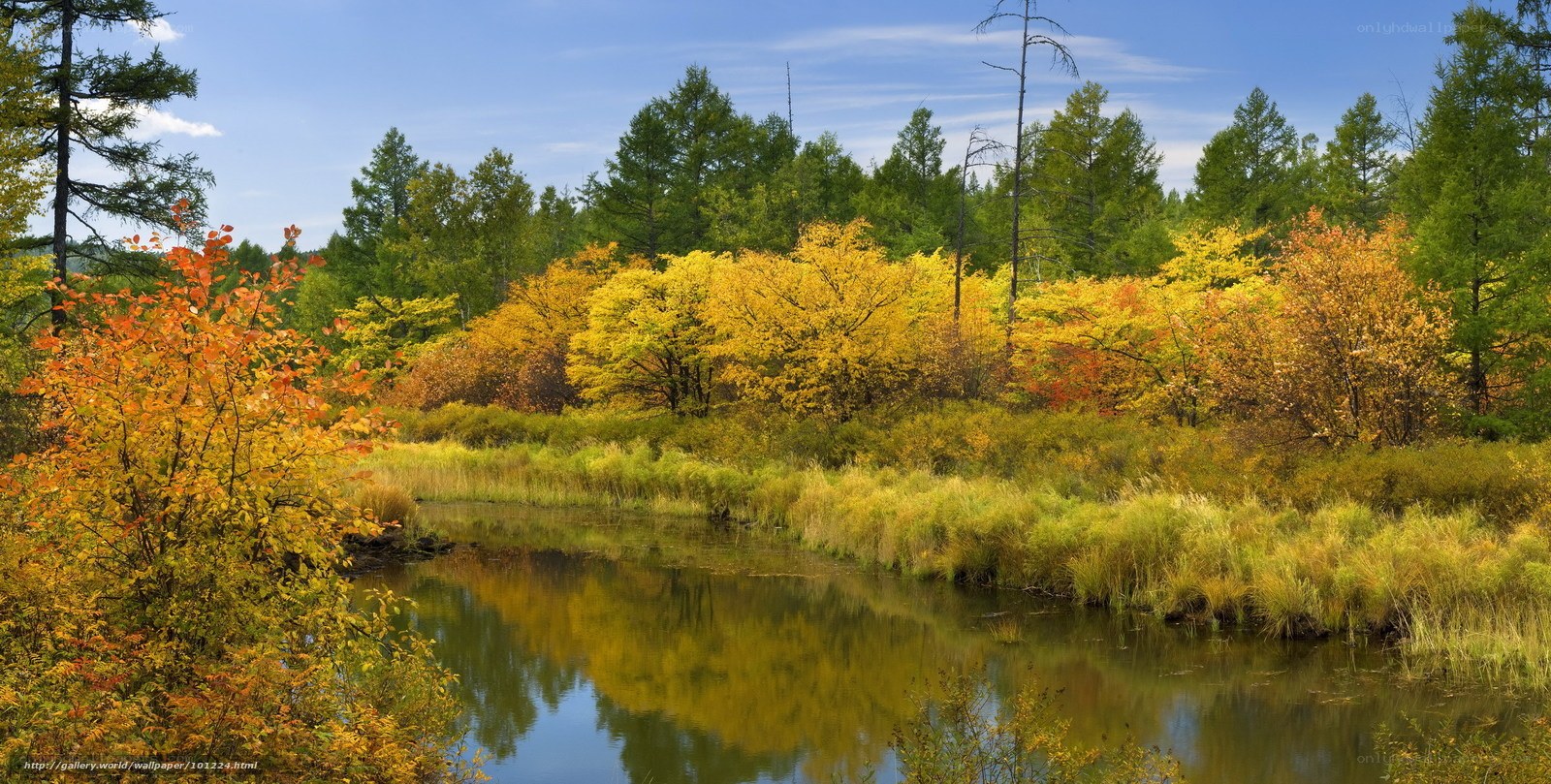 Autumn forest river landscape