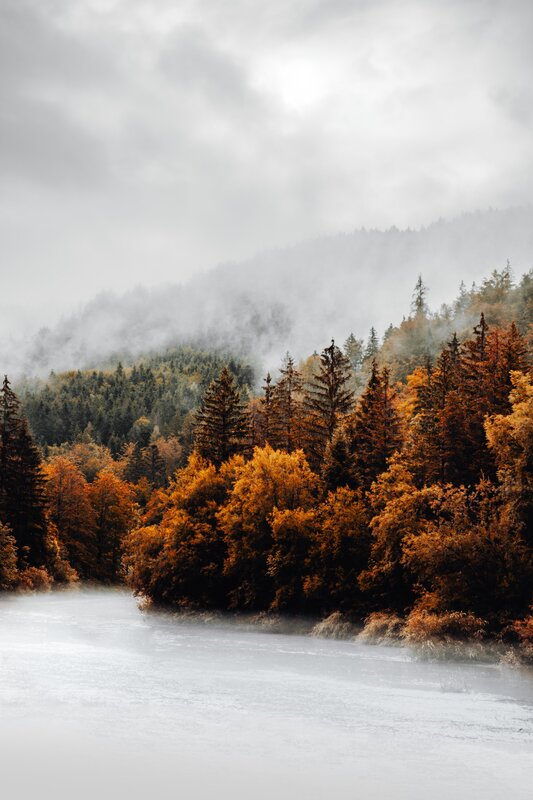 Autumn Forest River — Orange, Misty