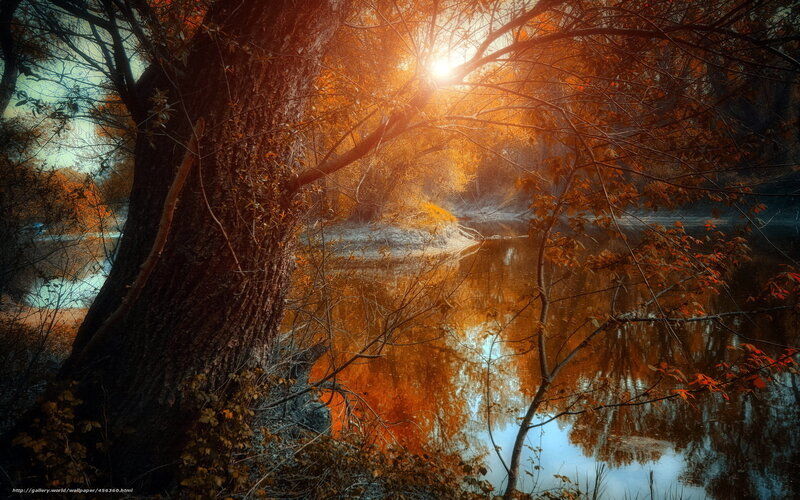 Autumn Forest River — Orange, Serene, Photograph, Tree