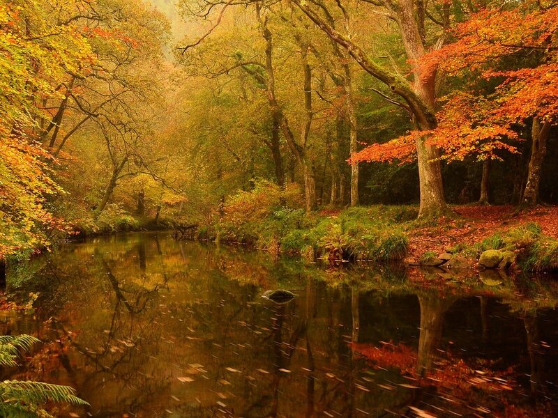 Autumn Forest River — Orange, Serene, Photograph, Trees, Leaves