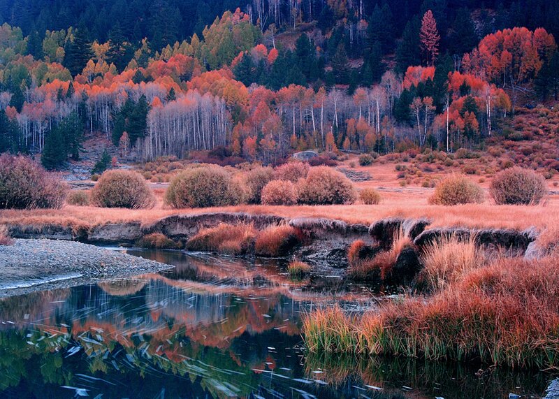 Autumn Forest River — Orange, Serene, Photograph, Trees