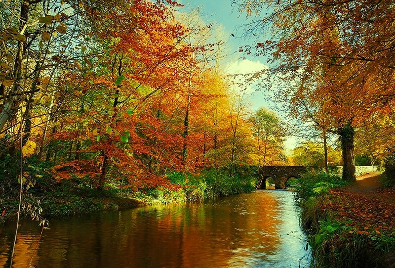 Autumn Forest River — Orange, Serene