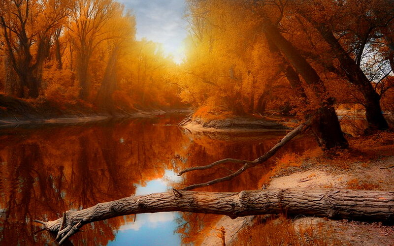 Autumn Forest River — Orange
