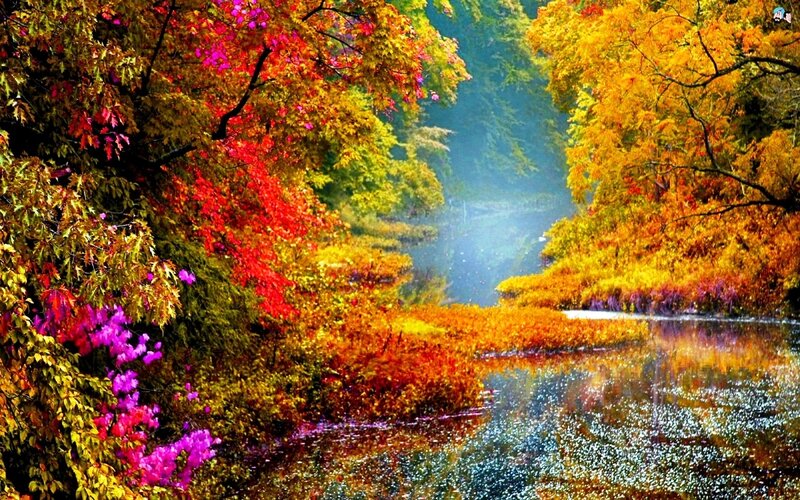 Autumn Forest River — Red, Serene, Photograph