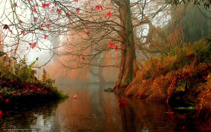 Autumn Forest River — Red, Serene, Photograph, Trees, Leaves