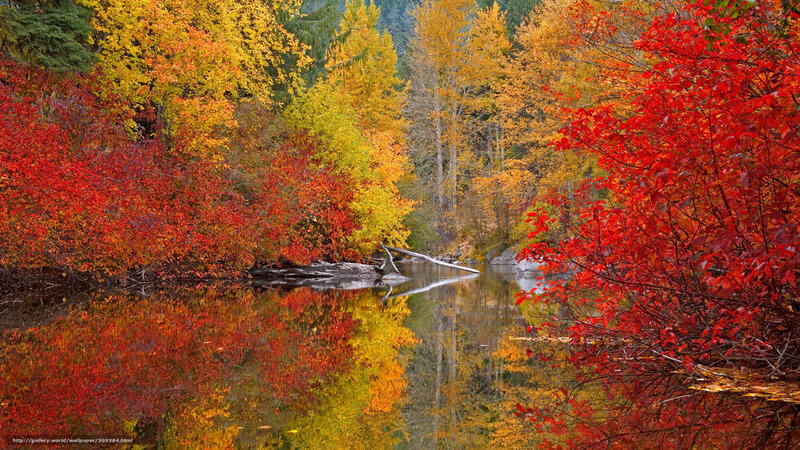 Autumn Forest River — Red, Serene, Photograph, Trees, Reflection