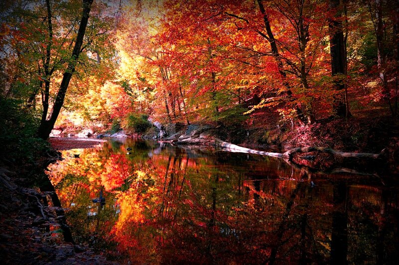 Autumn Forest River — Red, Serene, Photograph, Trees