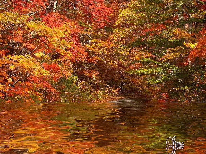 Autumn Forest River — Red