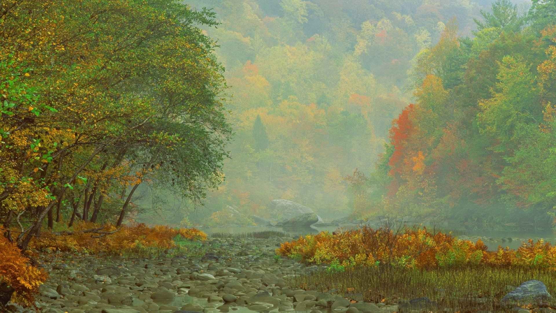 Autumn forest river scene