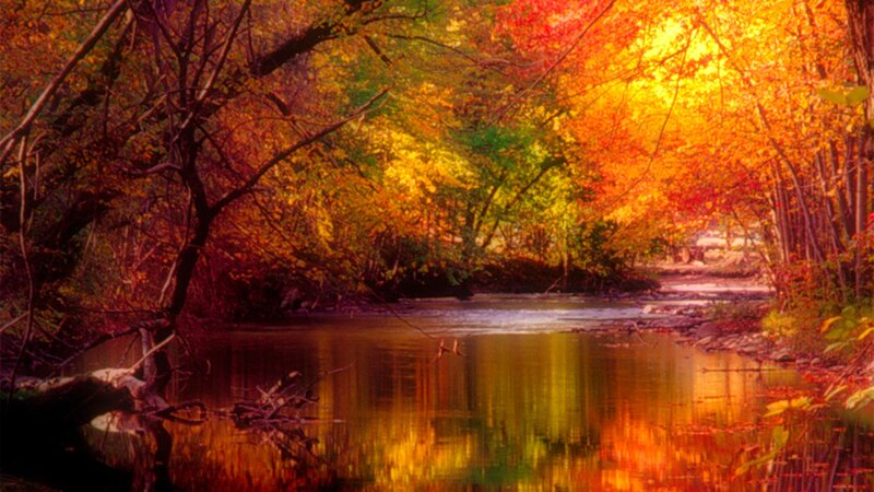 Autumn forest river scene