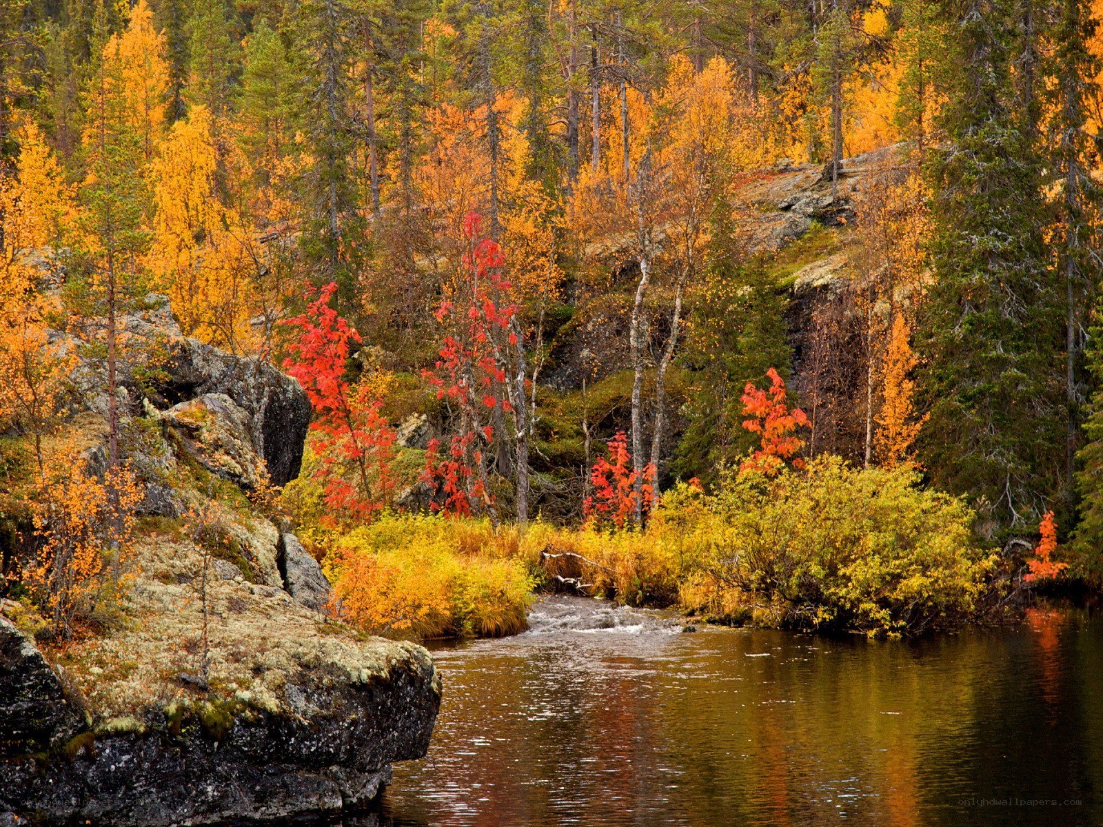 Autumn forest river scene